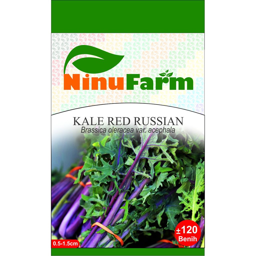 Benih Kale Red Russian 120Seeds