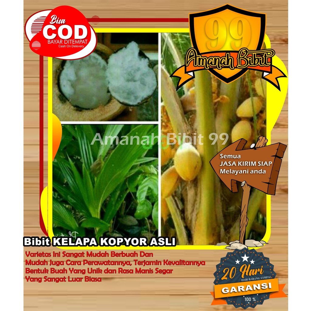 Bibit Kelapa Kopyor SUPER GENJAH