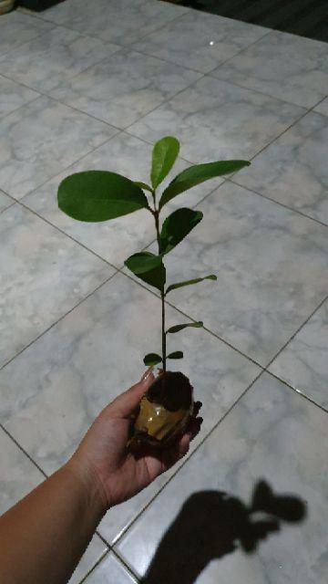 Bibit Buah Juwet Hitam