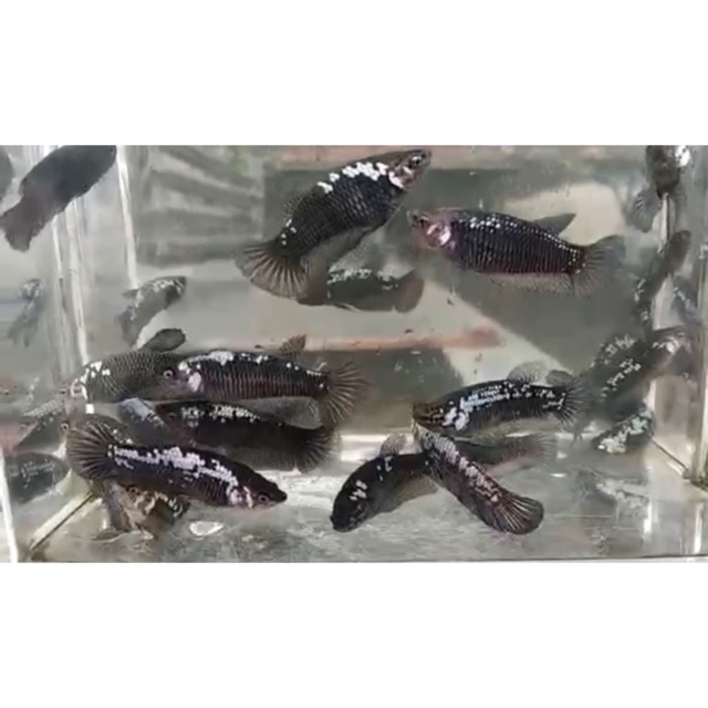 FEMALE/BETINA BLACK MAMBA RANDOM