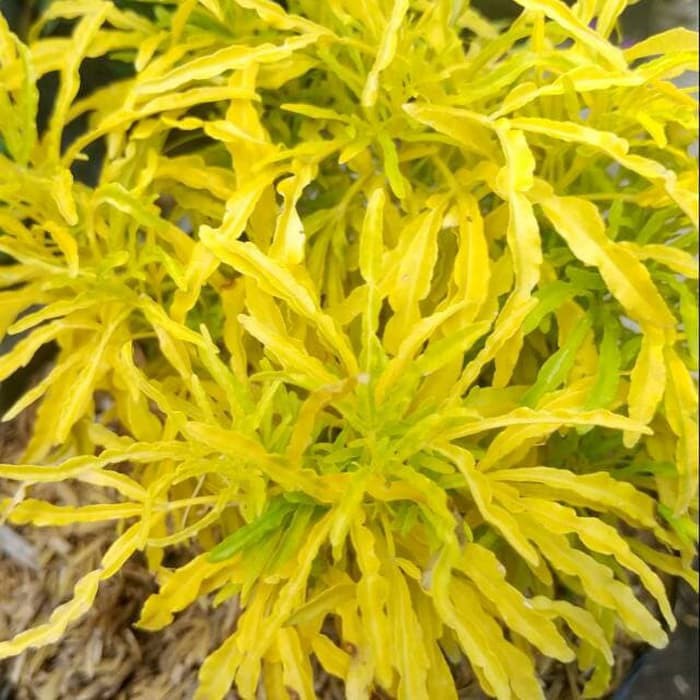 Tanaman Hias Brokoli Kuning - pohon hias brokoli