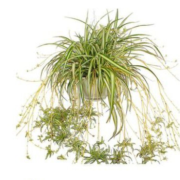 spider plant
