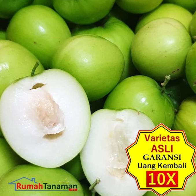 TERBAIK Jual Bibit Tanaman Buah PUTSA (APEL INDIA) Unggul, Murah, Bergaransi TERMURAH