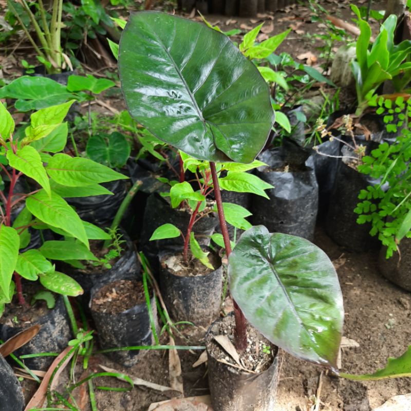 Tanaman hias Senthe hitam var Nigra / Black Jack / Alocasia plumbea nigra