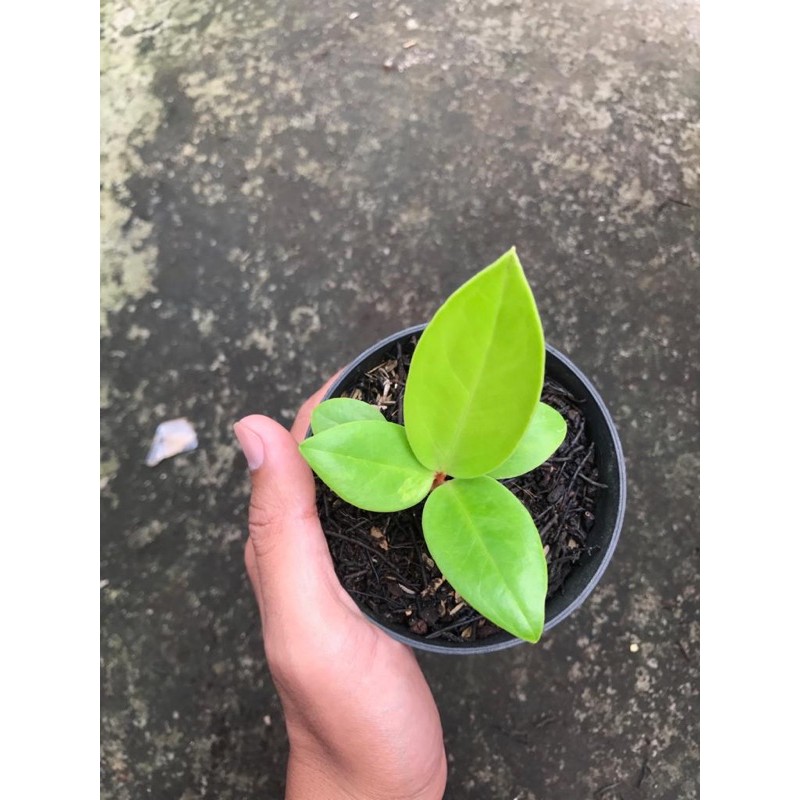 Bibit Tanaman Hias Anthorium Jemani Lemon