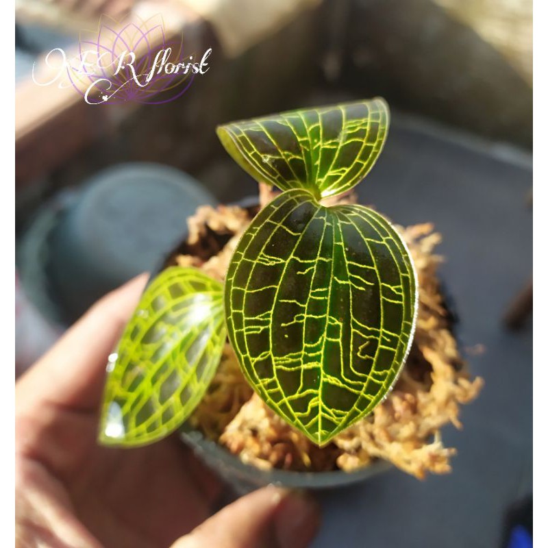Tanaman Hias Jewel Orchid (Macodes Petola Urat Emas,Red/brown)