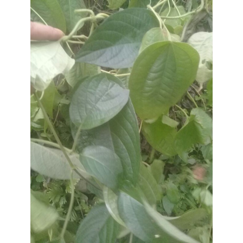 

promo daun sembukan atau kentutan segar 500 gram