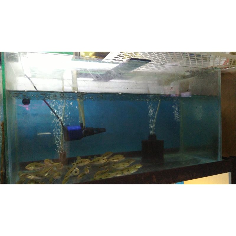 pbass mono anakan