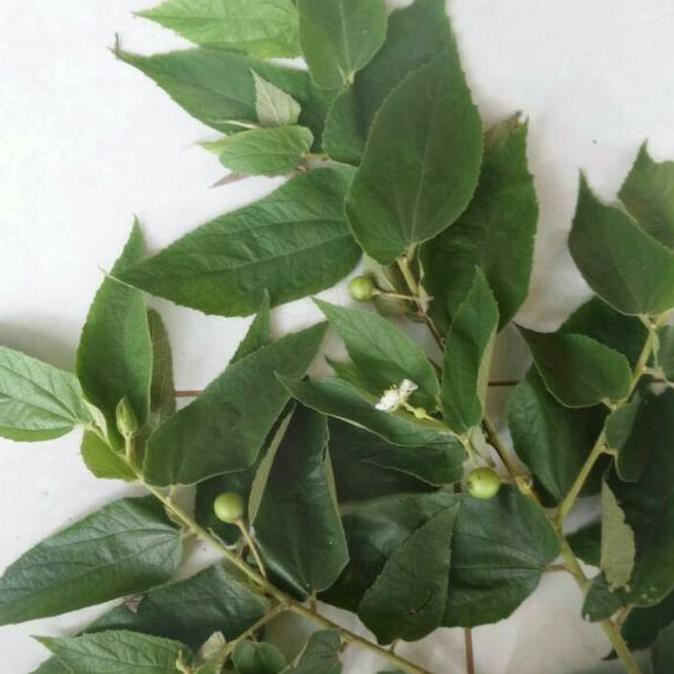 

DAUN KERSEN SEGAR 100GR SERI TALOK CERI TANAMAN HERBAL TERBAIK