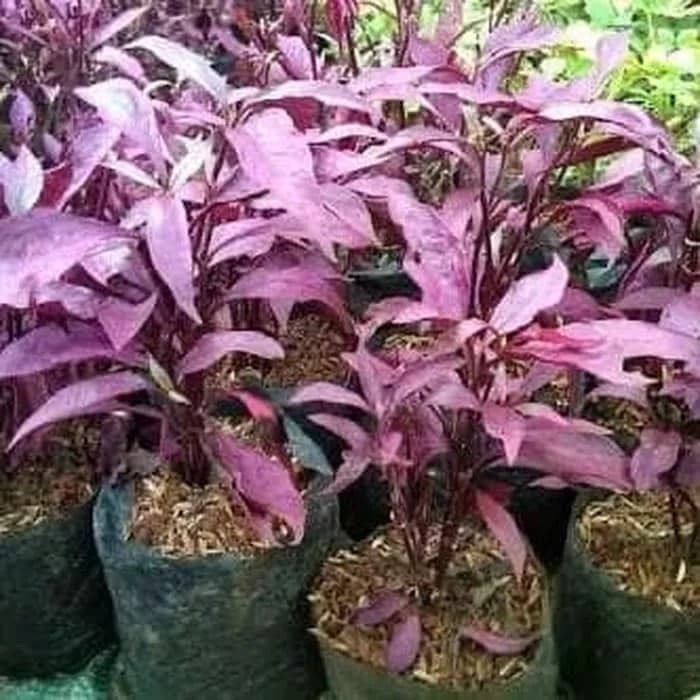 tanaman hias bayam merah - bunga erpah -tanaman erfah