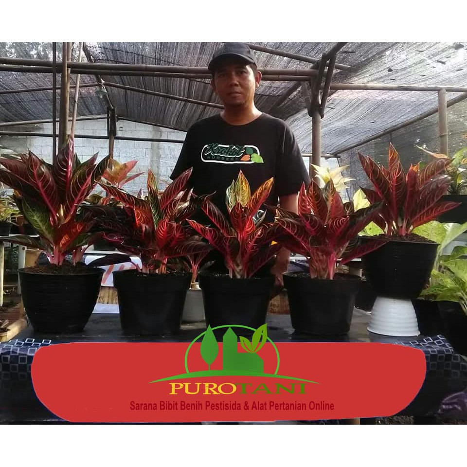 Aglonema Red Sumatera Red Sumatra