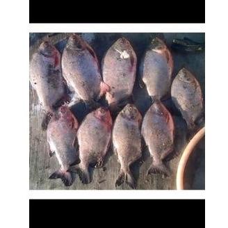 GHA.14Ap22g– Essen pancing ikan bawal / essen jahat / essen R-46 / essen ampuh / pemikat ikan