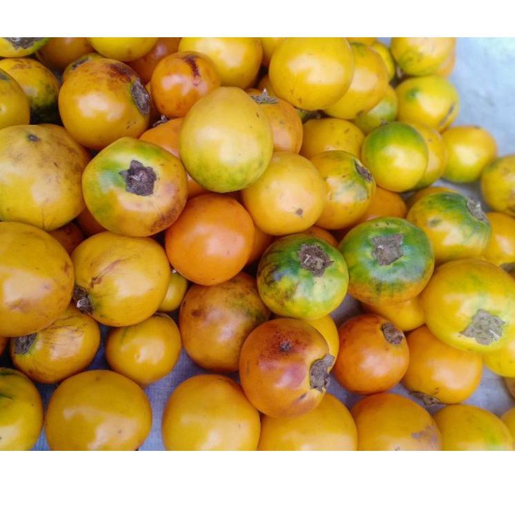 

➲o5 Dijual Murah➲ TERONG ASAM 1Kg 47