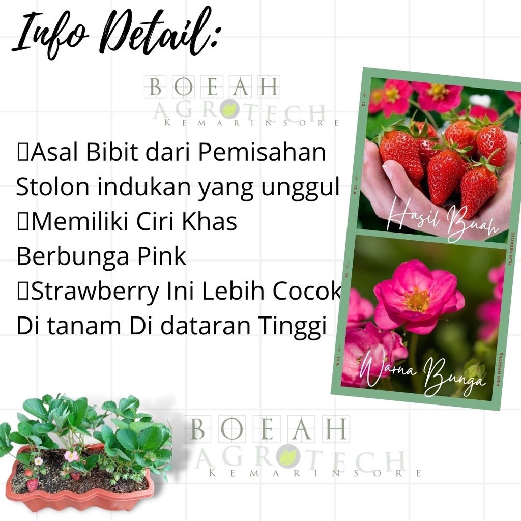 Bibit Tanaman Buah Strawberry Merlan Berbuah Kondisi Rimbun Tanaman Strawberry Bunga Pink Berbuah