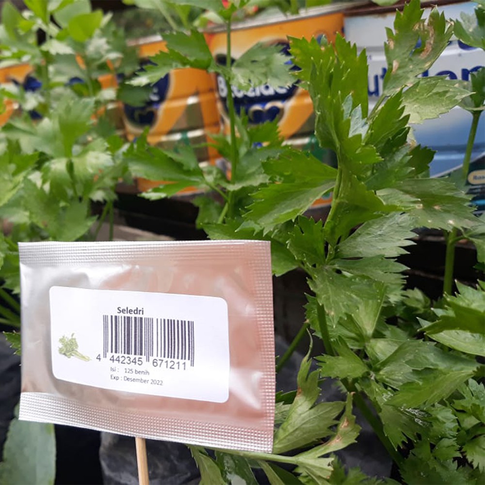 Purie Garden Bibit Benih 2 Ribuan Sayuran dan Buah Sawi Bayam Kangkung Dll-Seledri 50Benih