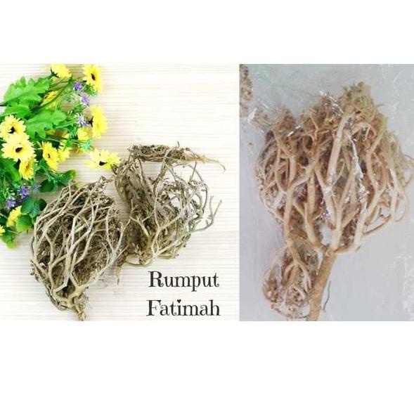

ilir RUMPUT FATIMAH HERBAL PELANCAR PERSALINAN, SANGAT BAGUS BUAT IBU HAMIL JUGA, ORIGINAL ARAB SAUDI Awas KW