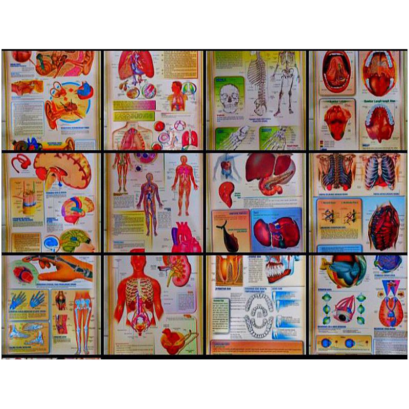 Aneka Macam Poster Organ Tubuh Manusia