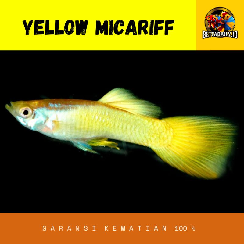 Ikan Guppy Yellow Micariff Hiasan Aquarium Aquascape