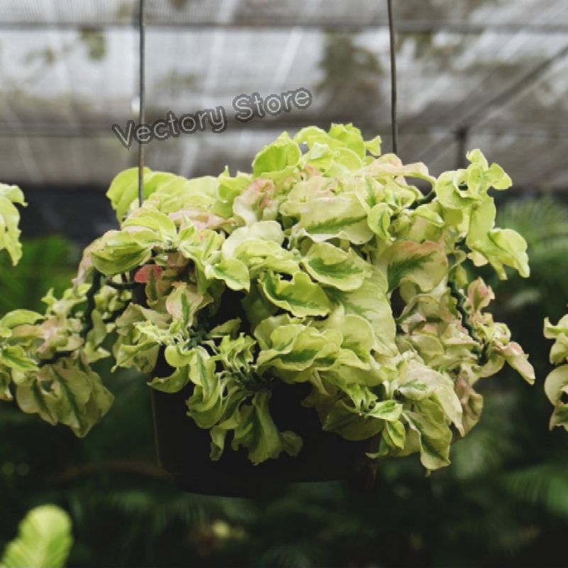 Pedylanthus Tanaman Hias Gantung Indoor Zigzag plant Patah Tulang