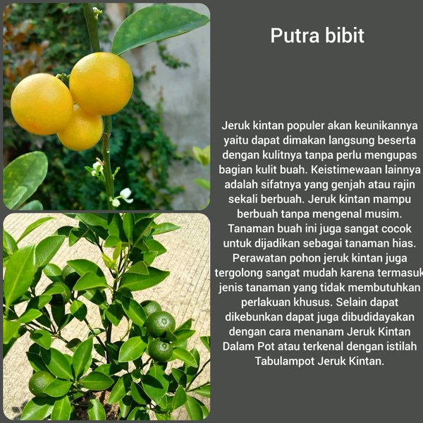 Bibit Pohon Jeruk Intan Kintan Sudah Berbuah Tanaman Buah Tabulampot Unik