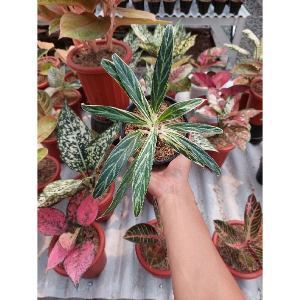 Aglonema Bidadari Tanian Lokal