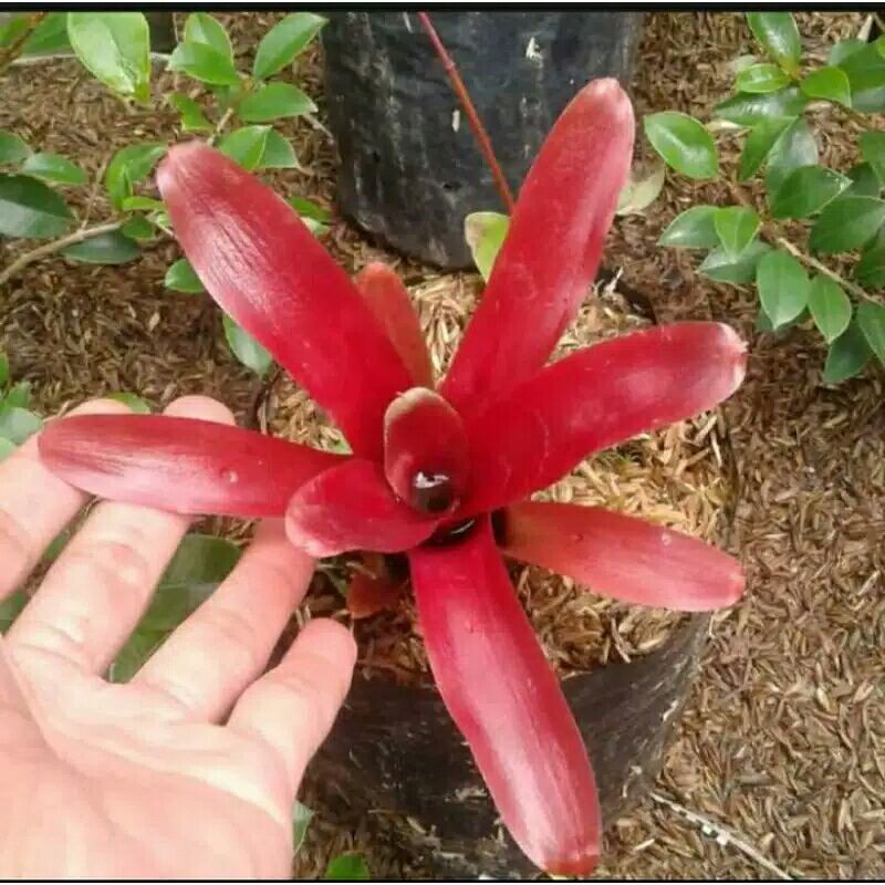 bromelia merah mini