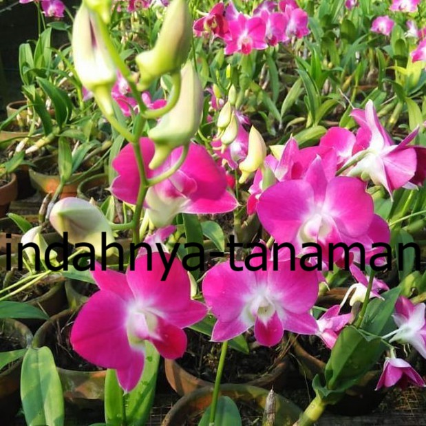 NEW Anggrek Dendrobium Sonia Dewasa
