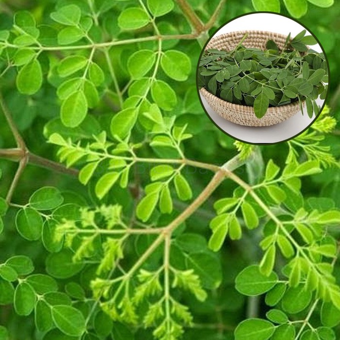 

Daun Kelor Segar - Moringa oeifera 100Gr