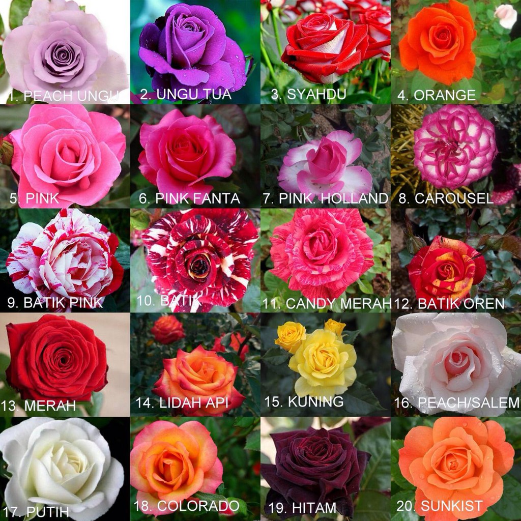 Paket 12 Tanaman Bunga Mawar