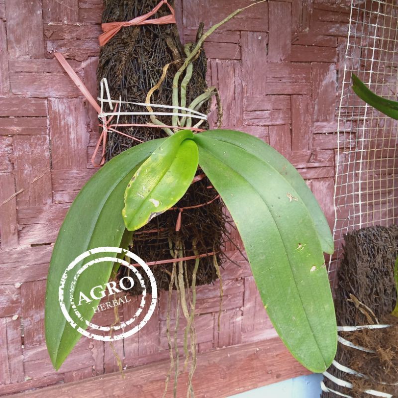 Anggrek Bulan Bunga Putih / Anggrek Hutan