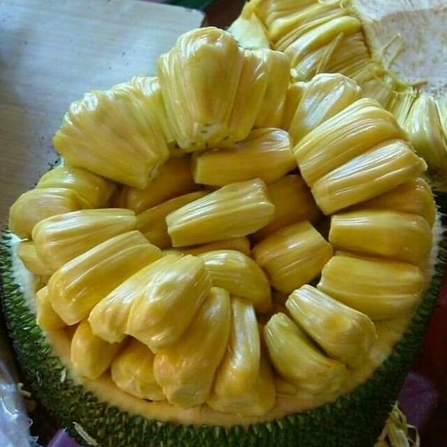 Jual Bibit Nangka Madu Super Jumbo Cepat Dan Rajin Buah Indonesia