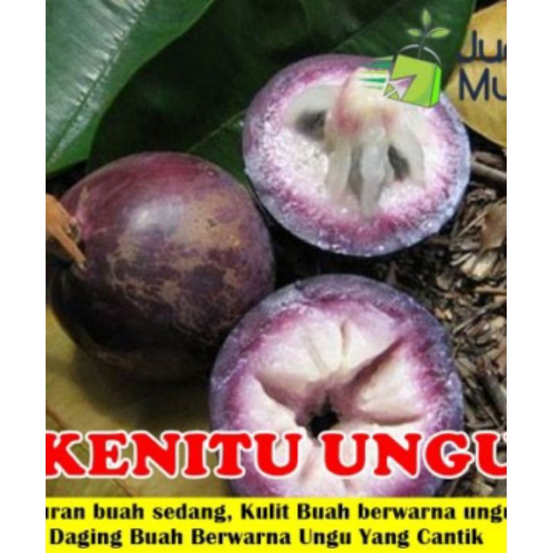 bibit kenitu ungu