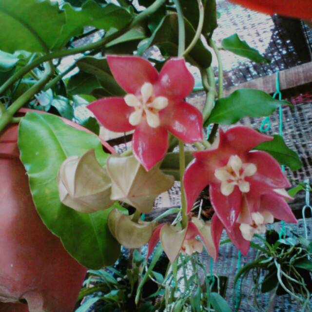 

HOYA IMPERIALIS