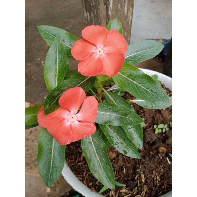 Vinca Mandarin orange