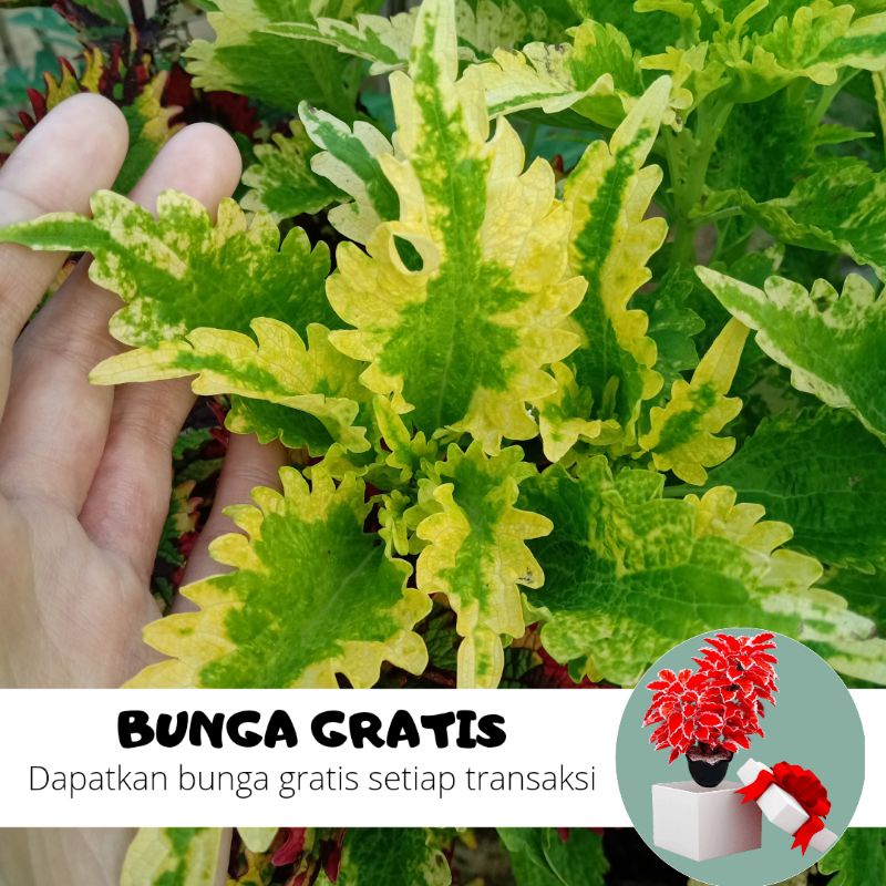 BUNGA MIANA / MIANA STEK / MIANA HIDUP / BUNGA HIDUP / MIANA MURAH / MIANA PREMIUM / BIBIT MIANA