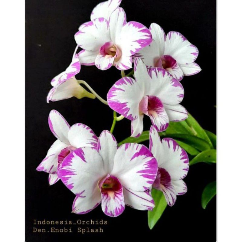 ANGGREK DENDRO ENOBI SPLASH DEWASA (JENIS TANAMAN MINI)