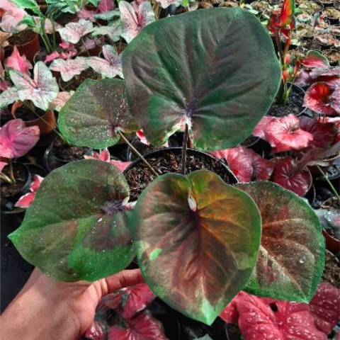 TANAMAN HIAS CALADIUM GANESA WILIS KELADI GANESA WILIS
