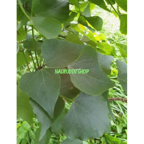 

DAUN DADAP SEGAR LANGSUNG PETIK / ERYTHRINA VARIEGATA
