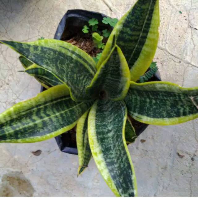 Lidah mertua sanviera
