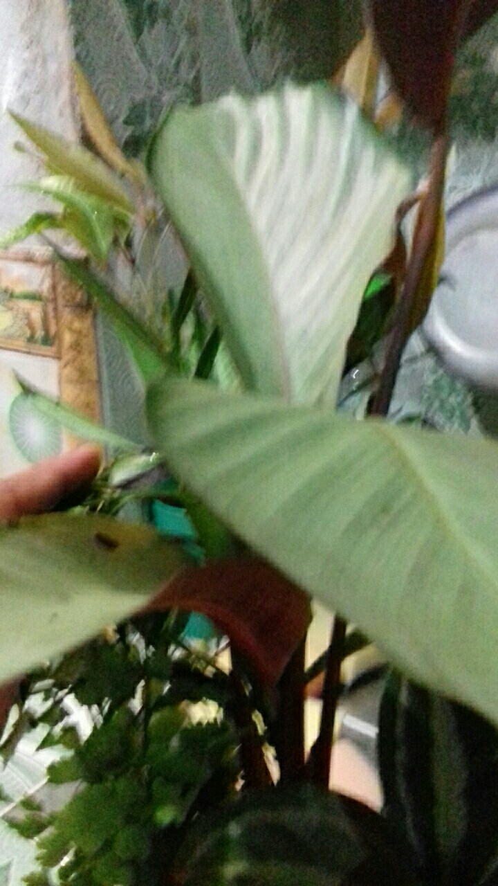 Tanaman Hias Calathea Silver