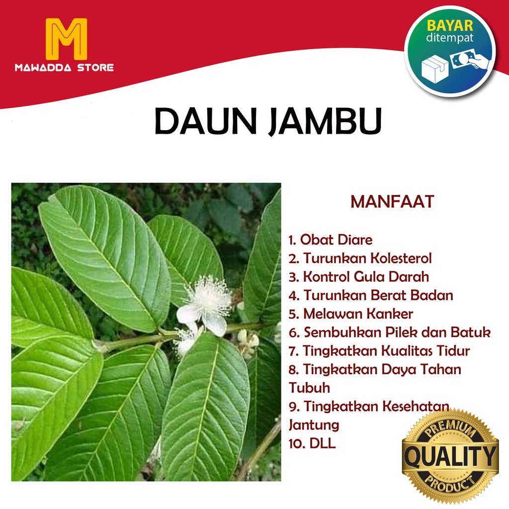 

Daun Jambu Biji Segar - Obat Herbal Kemasan 400gram