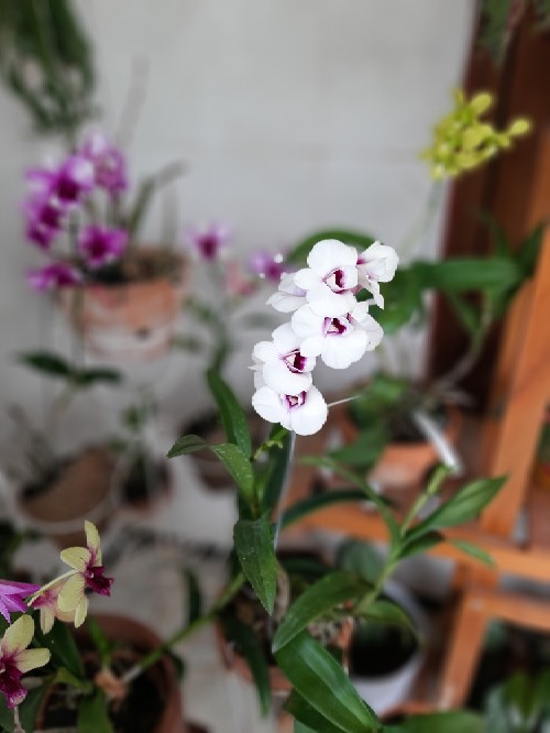 Paket Dendro Dewasa Isi 5