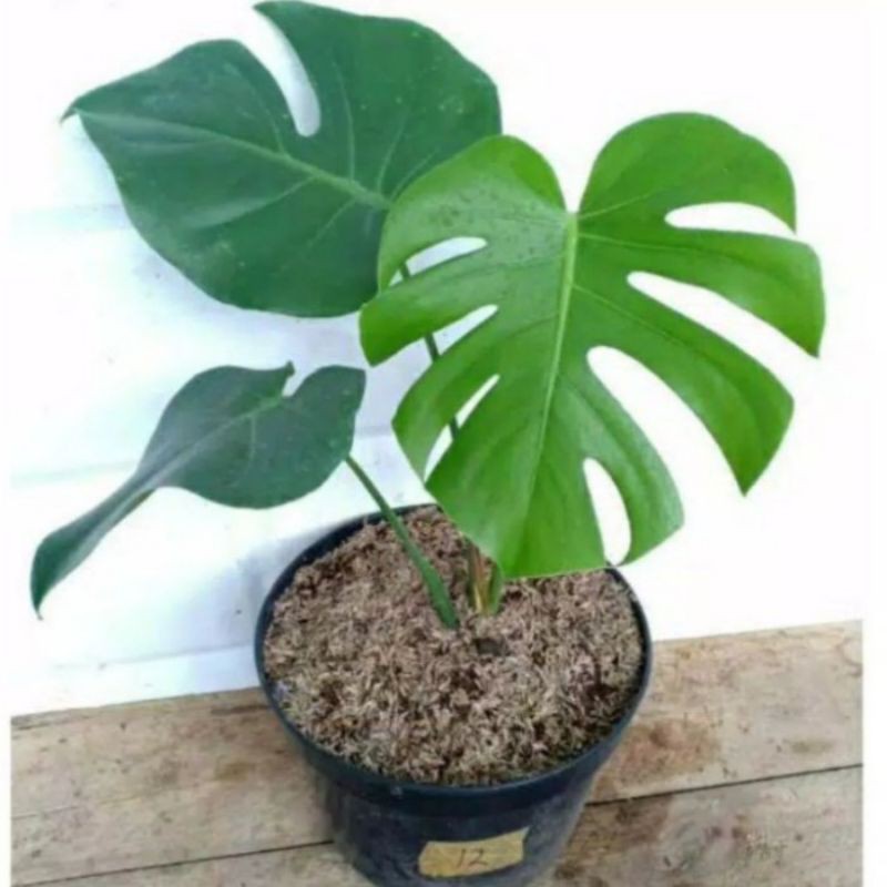 monstera deliciosa, monstera brazilian