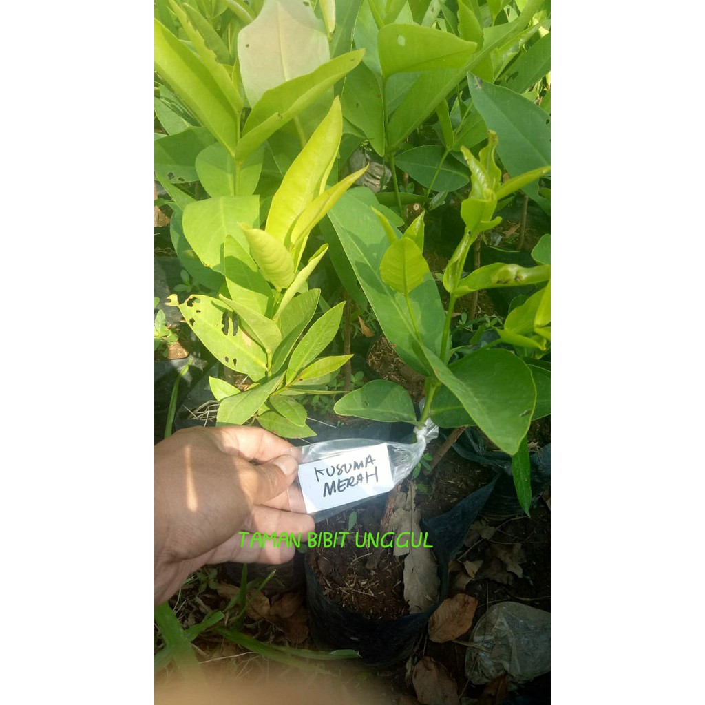 BIBIT JAMBU KESUMA MERAH