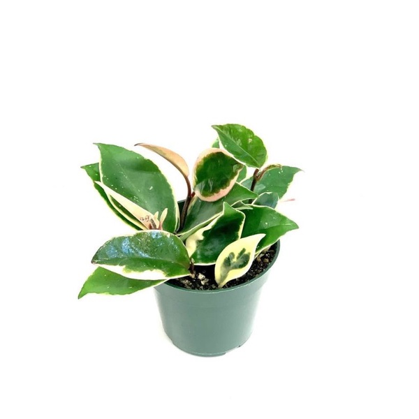 tanaman Hoya carnosa variegata