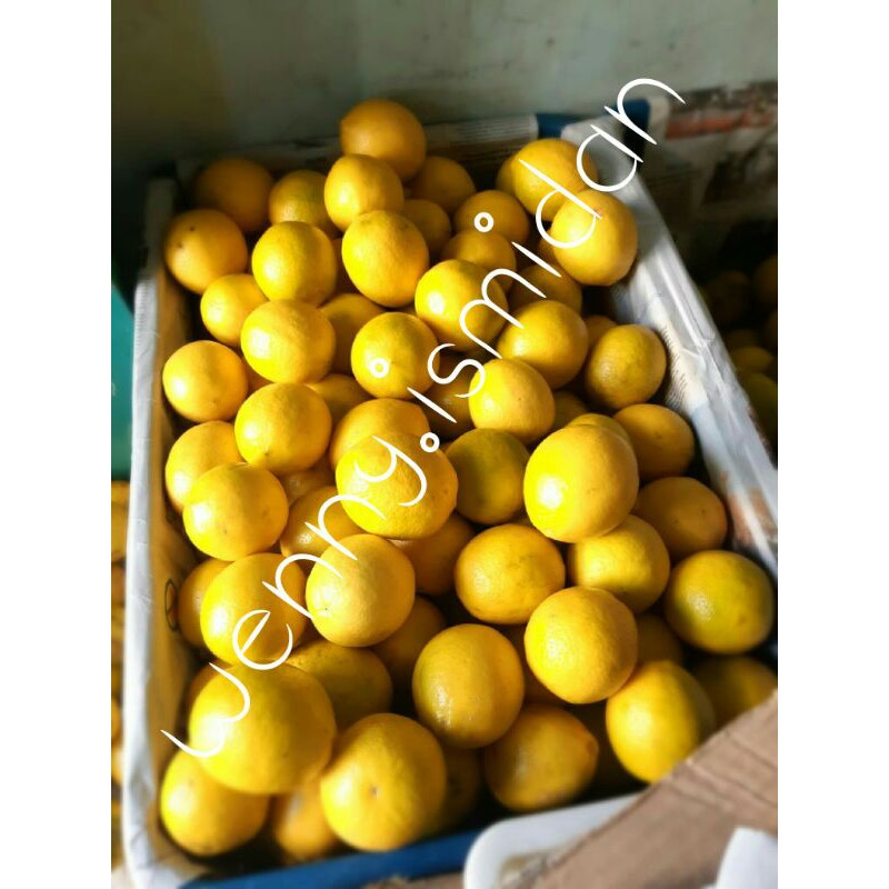 

BUAH LEMON CALIFORNIA BIBIT UNGGULAN BUAH SEGAR