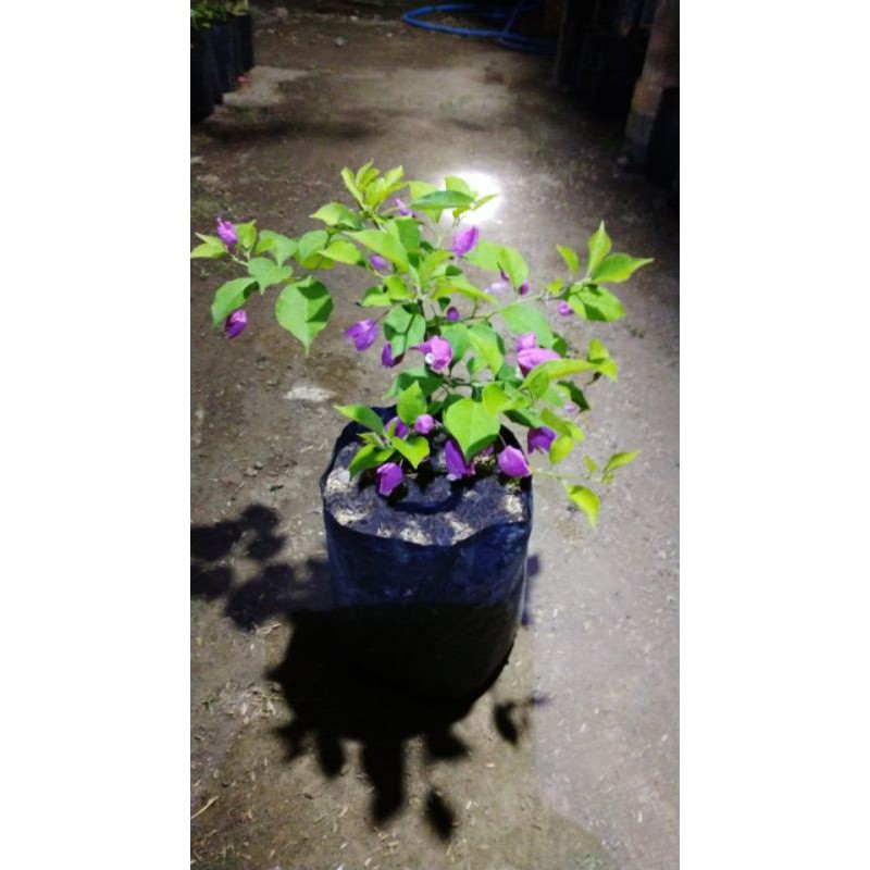 Jual Bougenville Anggur Ungu Batang sambung / Bougenville Anggur ungu sambung pucuk