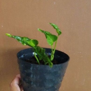 epipremnum shangrila varigata