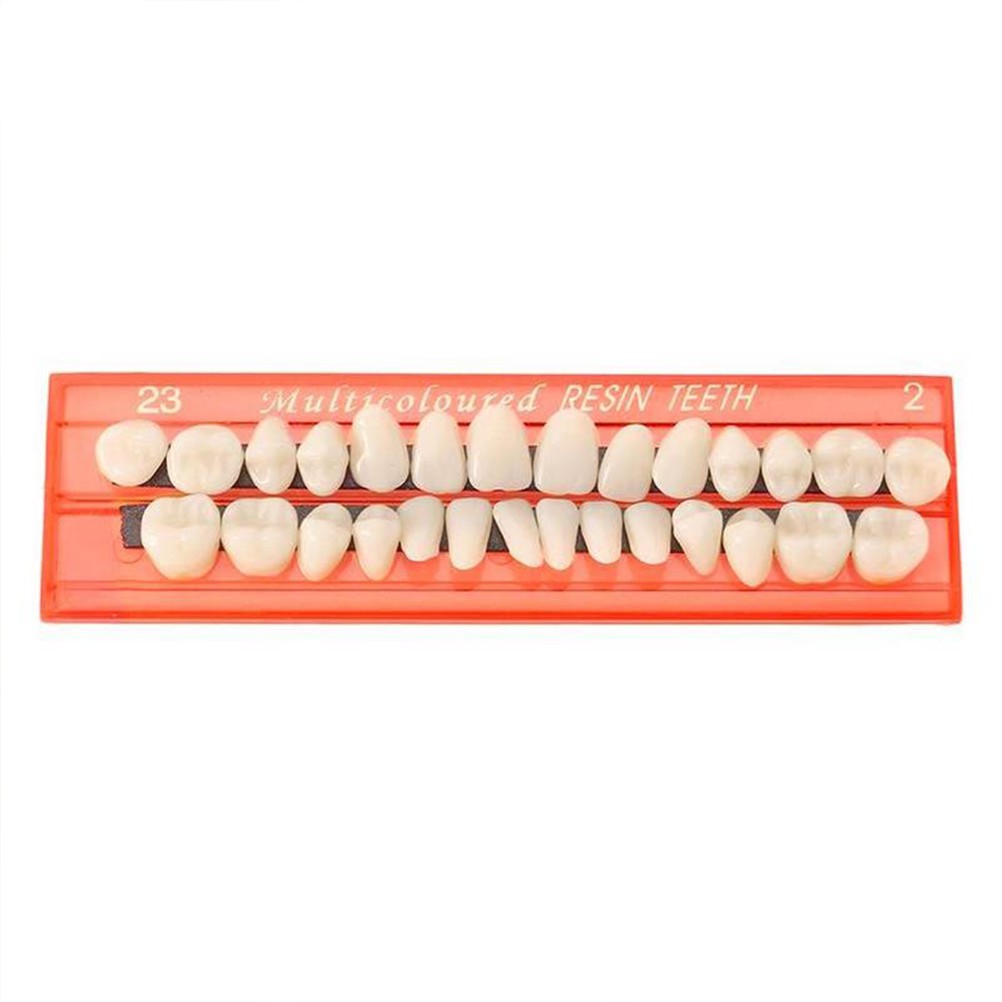 28 Pcs/Set Resin Gigi Model Pengajaran Tahan Lama Gigi Palsu Universal Resi Palsu Gigi Bahan Gigi