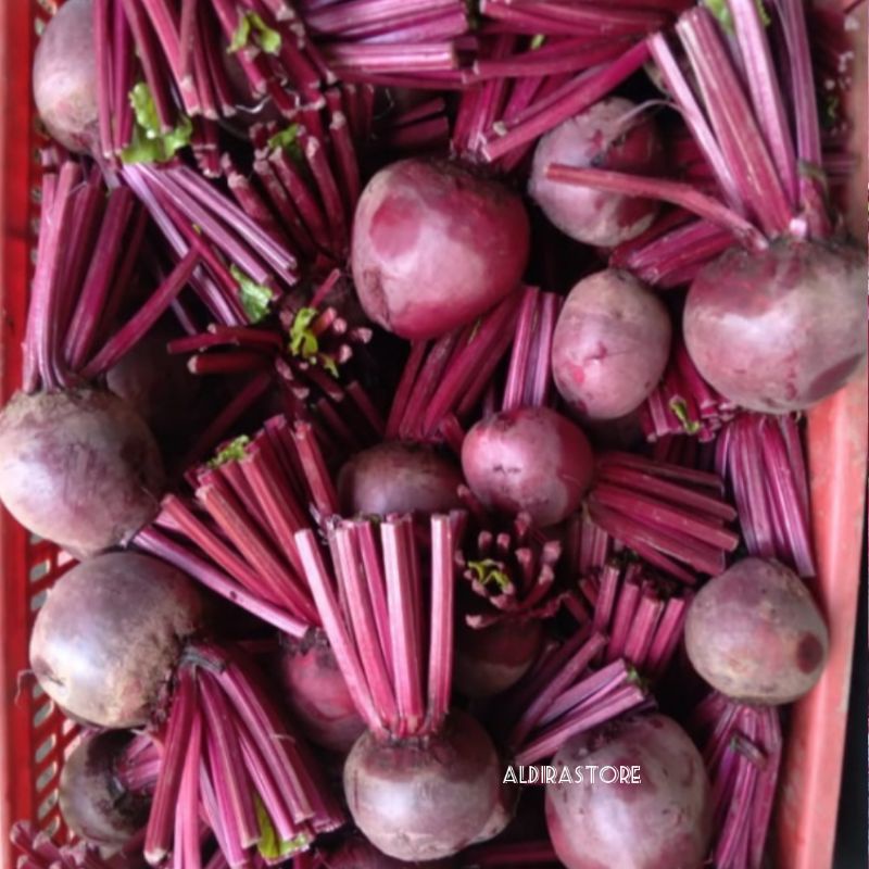 

Buah Bit Fresh 1Kg Isi 3-6 Buah